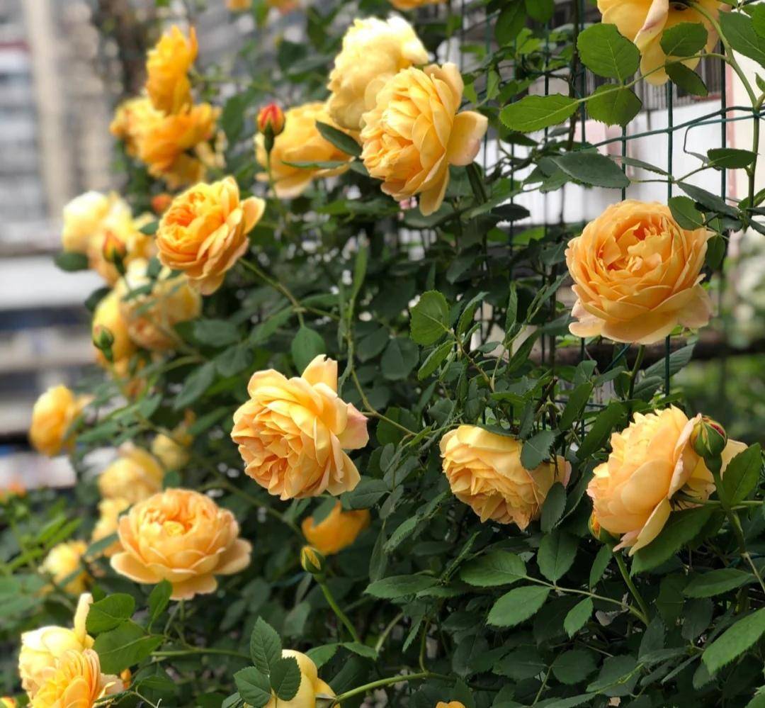 月季花有上万多个品种我最喜爱这20种