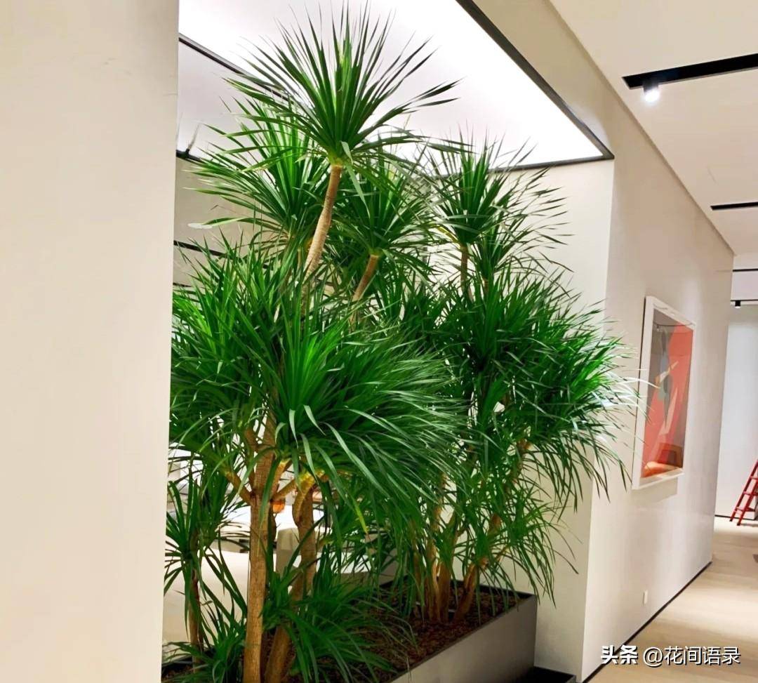 养在室内的大个绿植看着太高级了