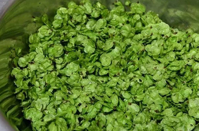 这"野菜"可以缓解春困,提神抗疲劳,气味清香,可惜越来越少了_榆钱_水