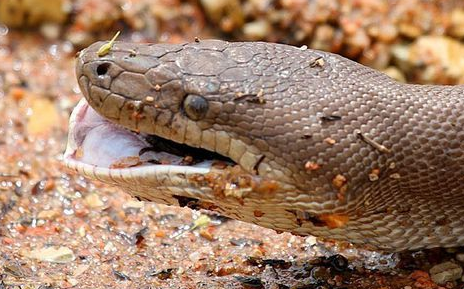 亲眼所见之后,内心太震撼了_蟒蛇_大嘴_肚子