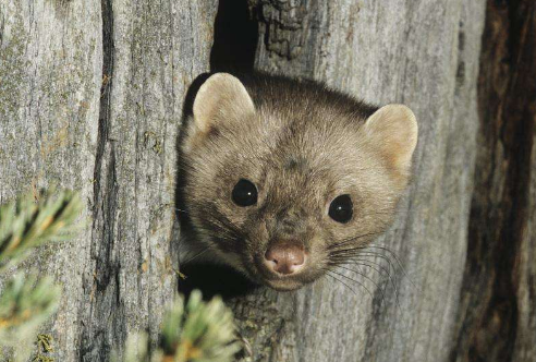 原创农村三种最具有灵性的动物第三种很邪门绝对不能招惹