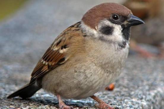 原创60年前麻雀差一点在我国灭绝如今野外多达10亿只哪来的