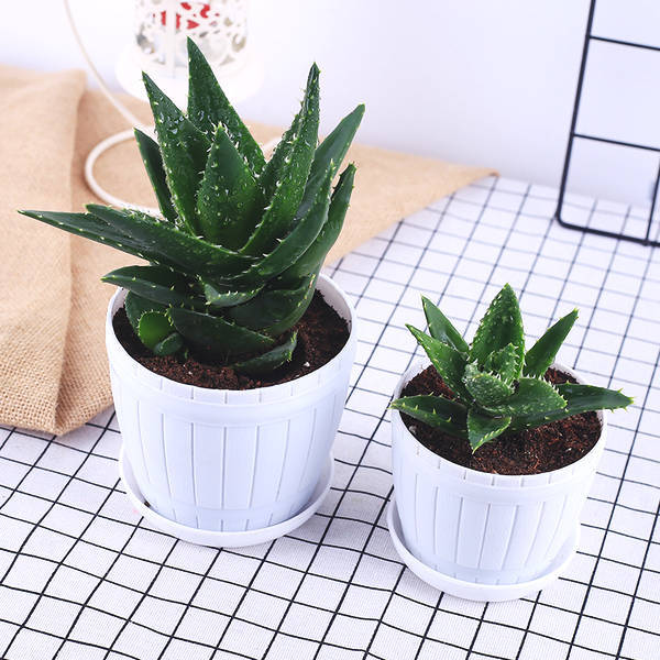 家里养芦荟真的会破财原来它还有这么多的禁忌