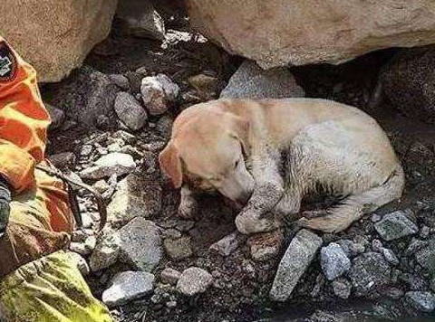 原来宠物在地震前会预警,但是主人不自知,而且还拿出手机录视频_动物