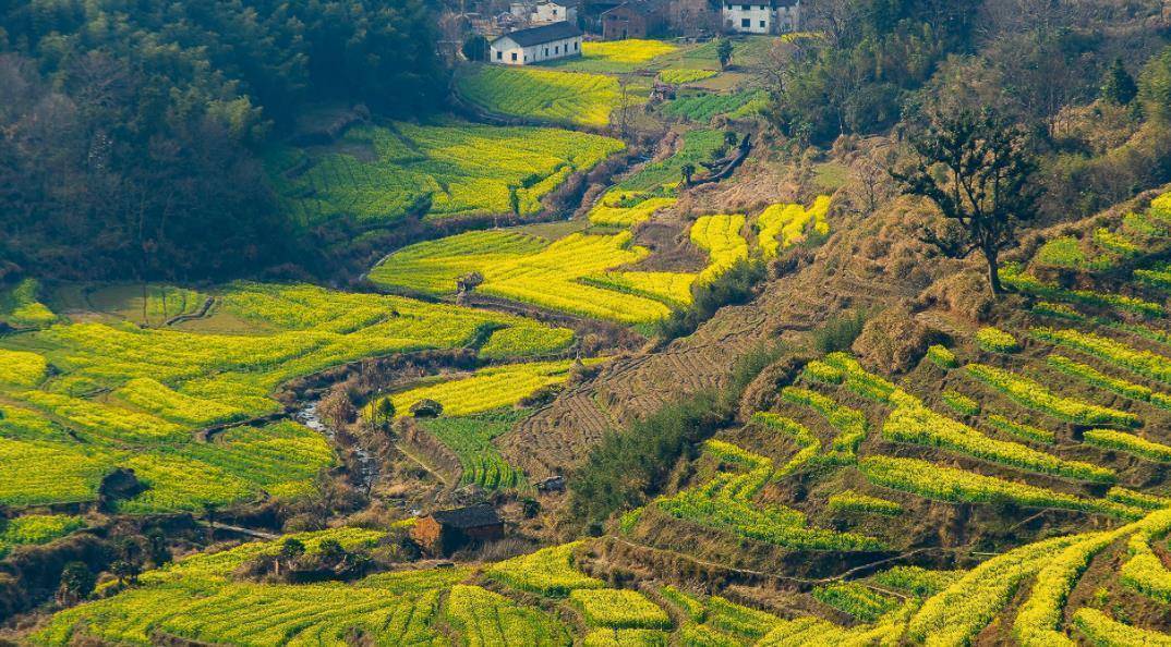 因风景过于优美,被誉"中国莲花第一村"_游客_旅游_油菜花