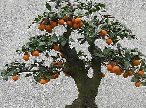 二,金弹子第二种花卉就是金弹子,很多喜欢盆景的花友们,都是知道