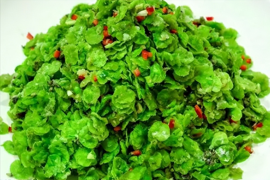 春分将至,别忘了吃这3种"春菜",蛋白质高,鲜嫩可口,正当季_榆钱_香椿