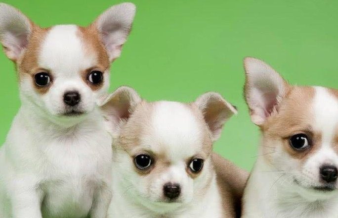 如何训练让吉娃娃成为有素质的宠物狗