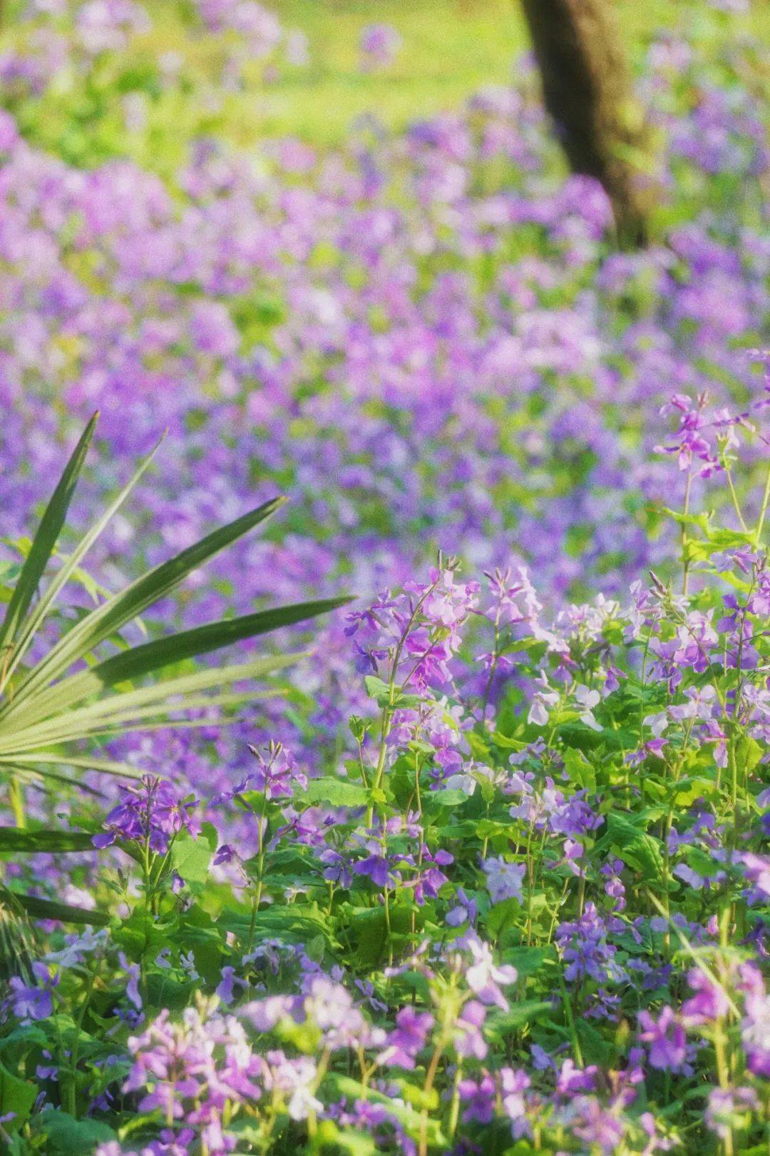 上方山百花节的介绍图片