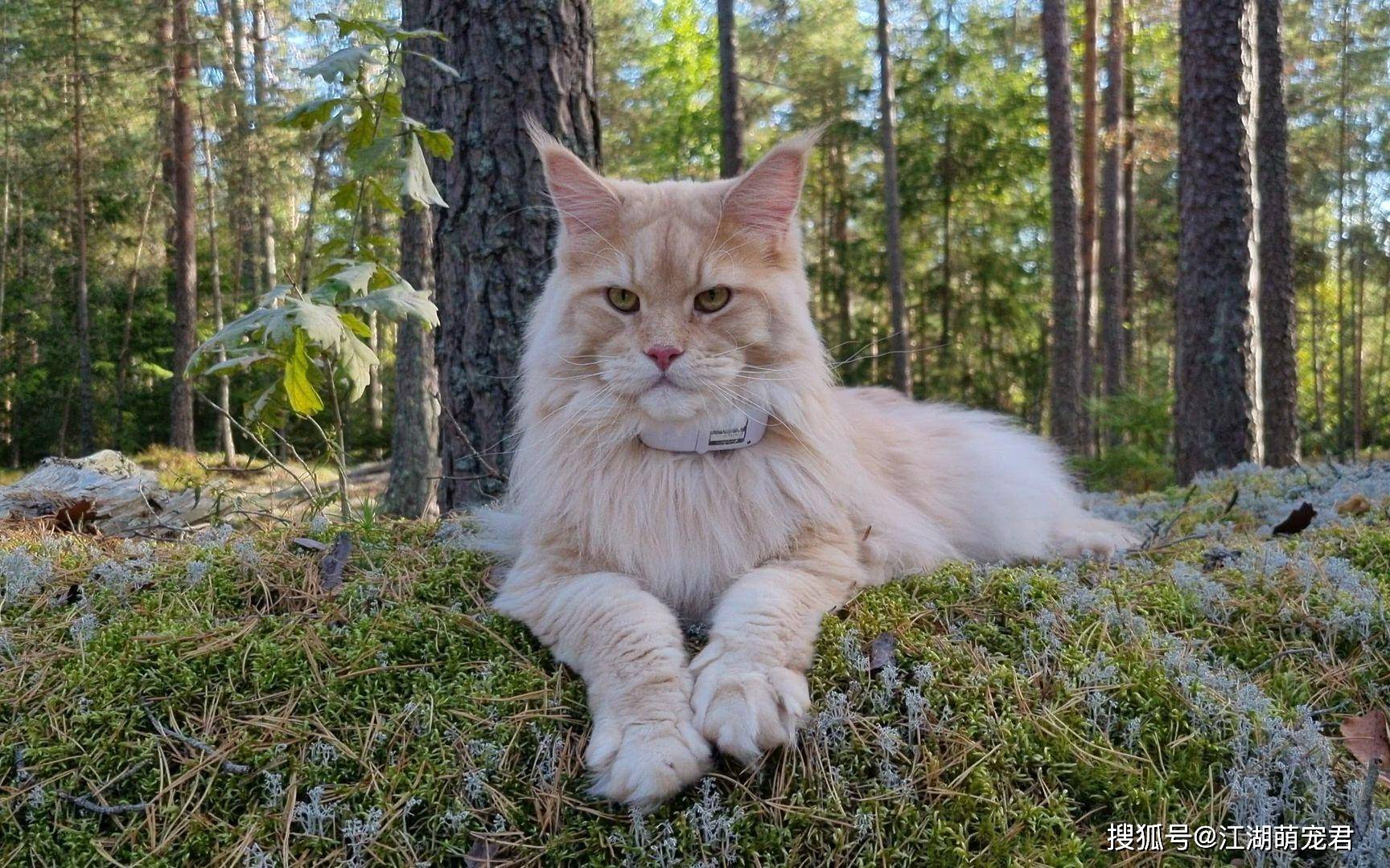 最可怕的就是缅因猫的食量很大,就好像是无底洞一样,所以十分烧钱