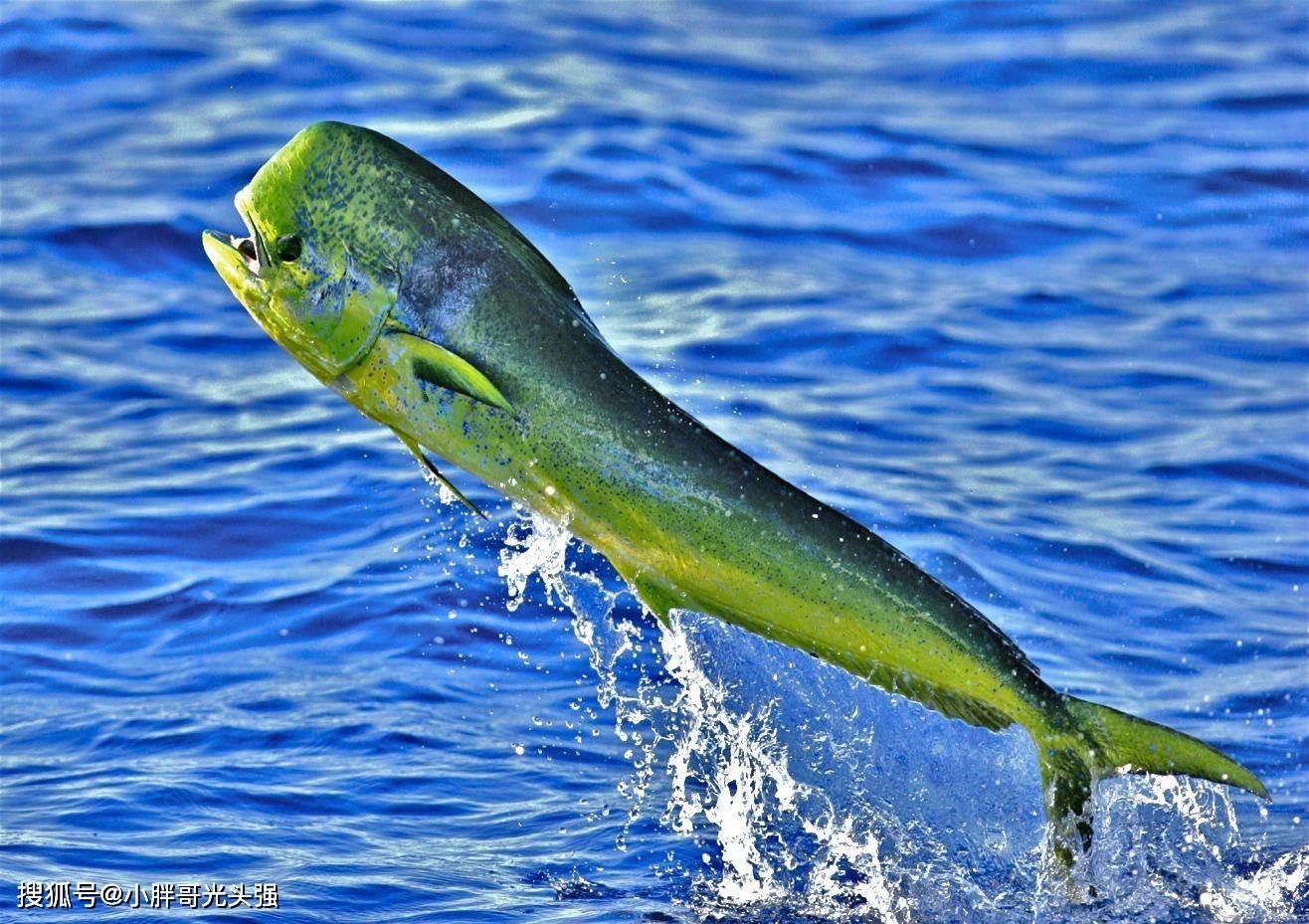 海洋之狡猾猎手——哪种海洋生物有"水下狐狸"之称?__