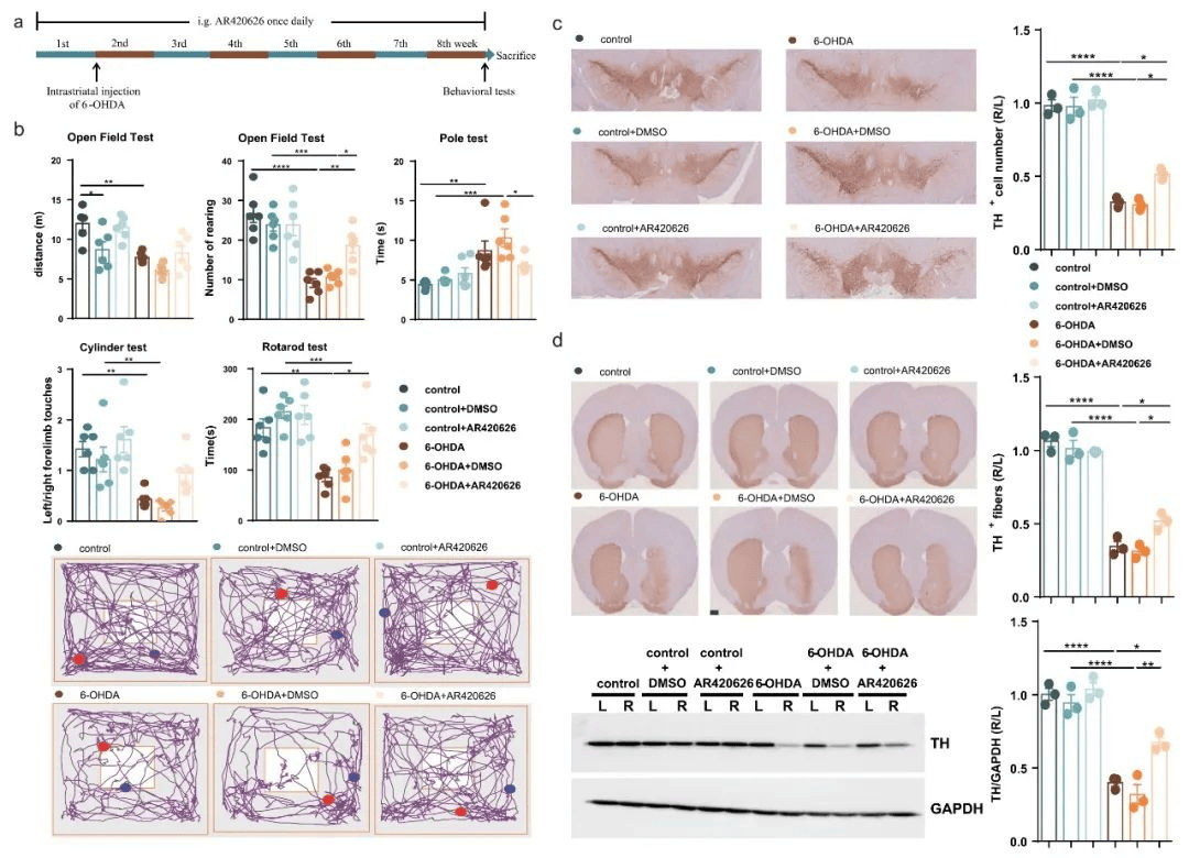 国自然热点微生物脑器官轴多组学助力脑器官轴深度剖析