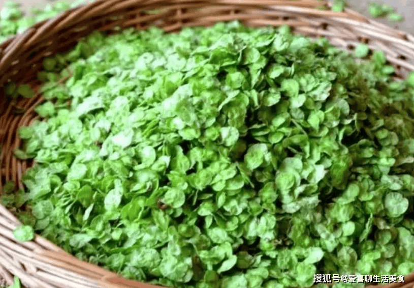 唯一不含草酸的野菜,比荠菜蒲公英还鲜脆,现在正当季错过等明年_榆钱