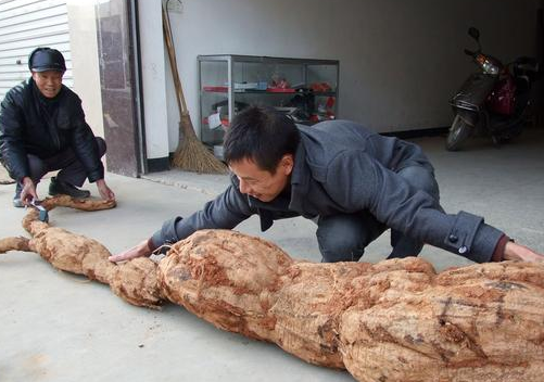 葛根是一种常见的补品,功效非常多,但是你知道它的副作用吗?