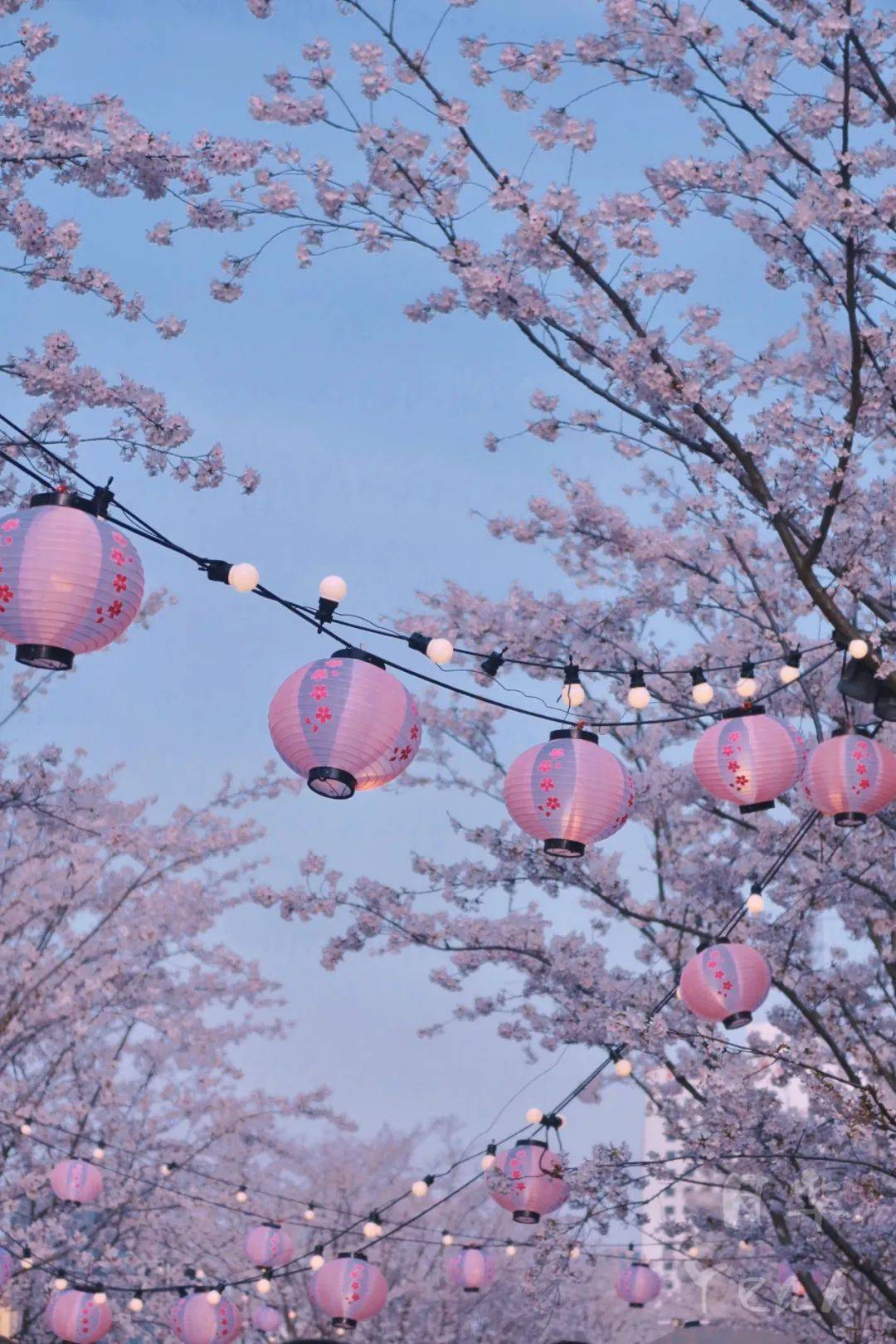 在苏州河畔遇见粉粉粉色花海