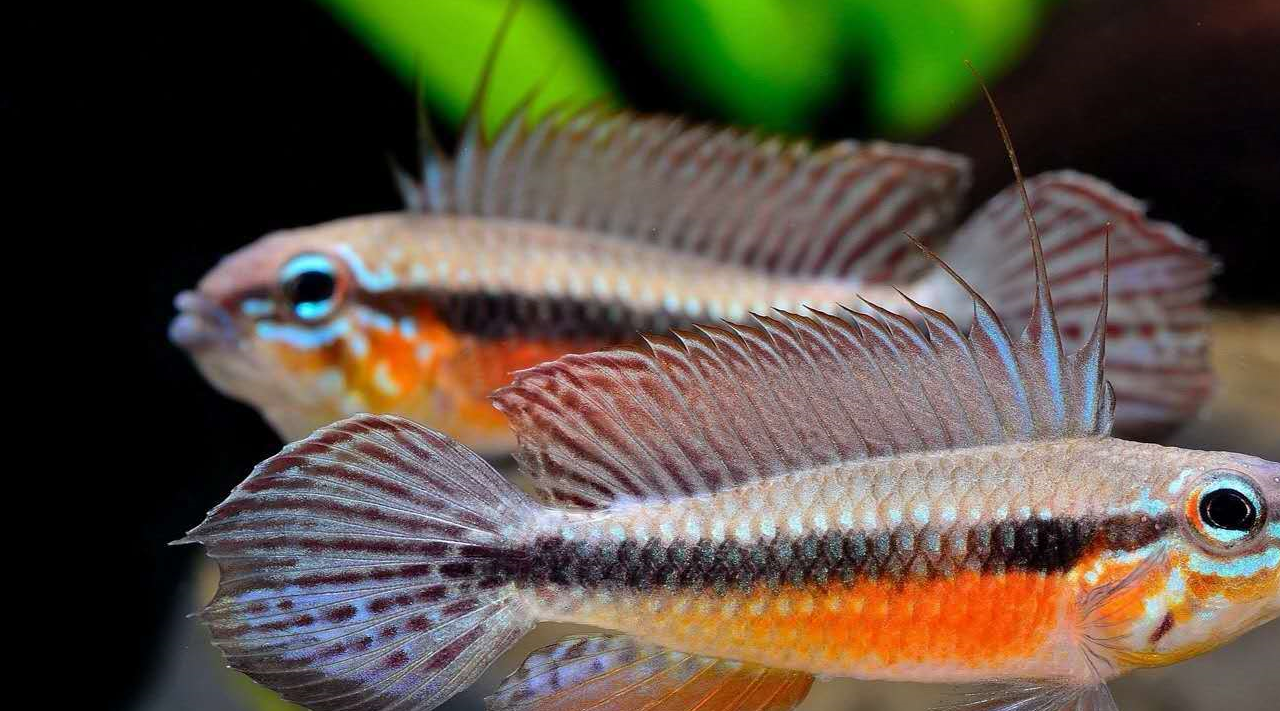 原创尼格罗河中的美丽精灵南美短鲷