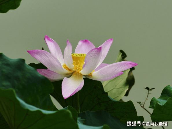 感情方面,单身的生肖鼠有可能会遇到令他们心动的人,而已经有伴的属相