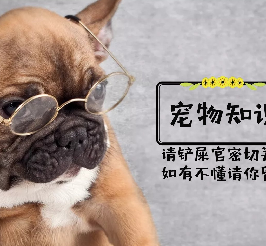 原创有些狗狗并不适合家养适当的放养更好最后一种很多人都弄错了