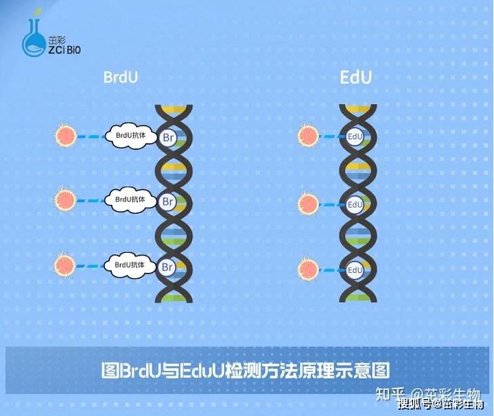 走进edu系列荧光染色