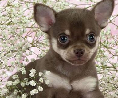 你知道吉娃娃吗这不是一个娃娃而是一种犬