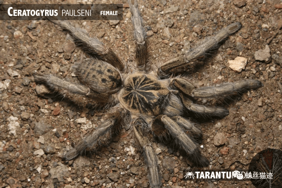 ceratogyrus paulseni 图源见水印产地:南非共和国角巴布属中"无角"的
