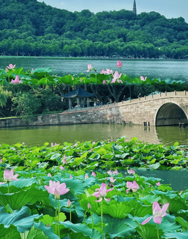 西湖边上的景点图片