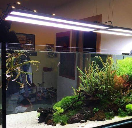 养鱼先养水.养水,养的到底是啥?实际上,它是硝化系统和相应的水质.