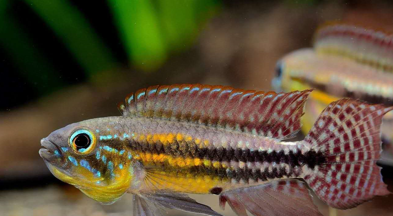 原创尼格罗河中的美丽精灵南美短鲷