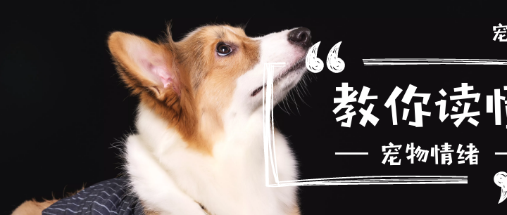 现在养狗并不容易,想要养好一只狗更难.