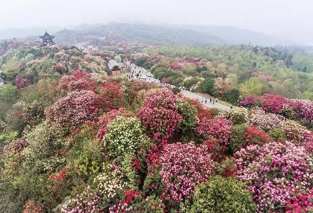 贵州百里杜鹃赏花最新路线交通攻略_普底_风景_索玛