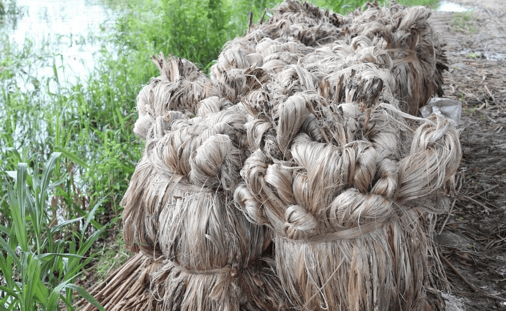 原创印度软黄金黄麻畅销欧美中国却逐渐弃种原因很现实