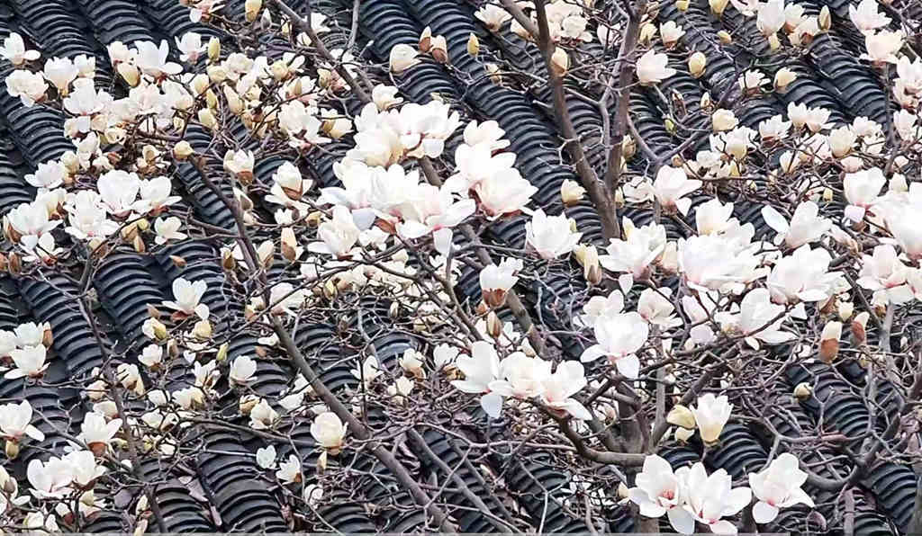 二月初九日观木兰花自题《天命之年》_农工党_山东_思絮