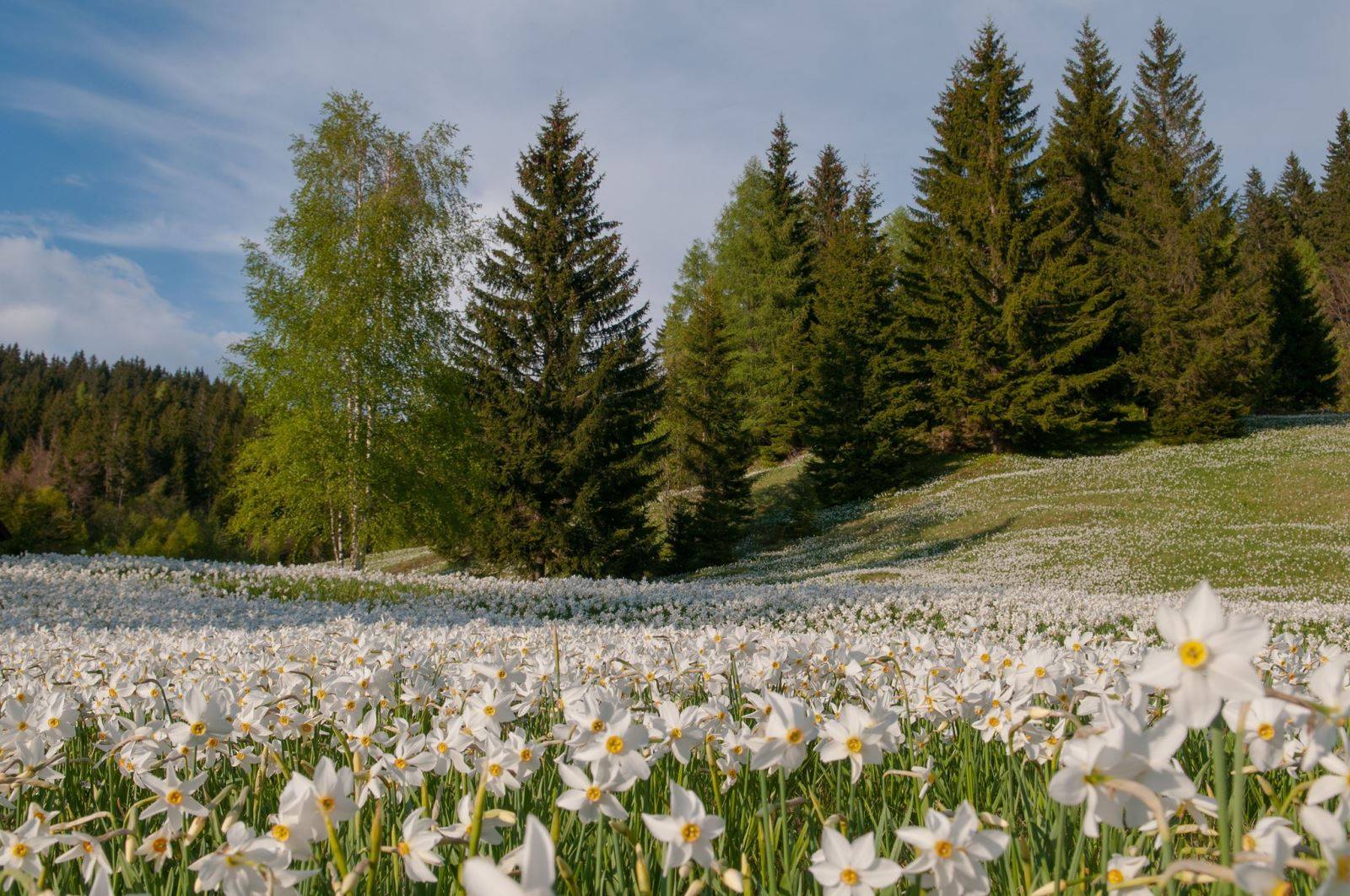 朱莉安娜高山植物园(juliana alpine botanical garden)位于风景如画