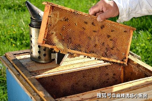 蜂王_气候_蜜源