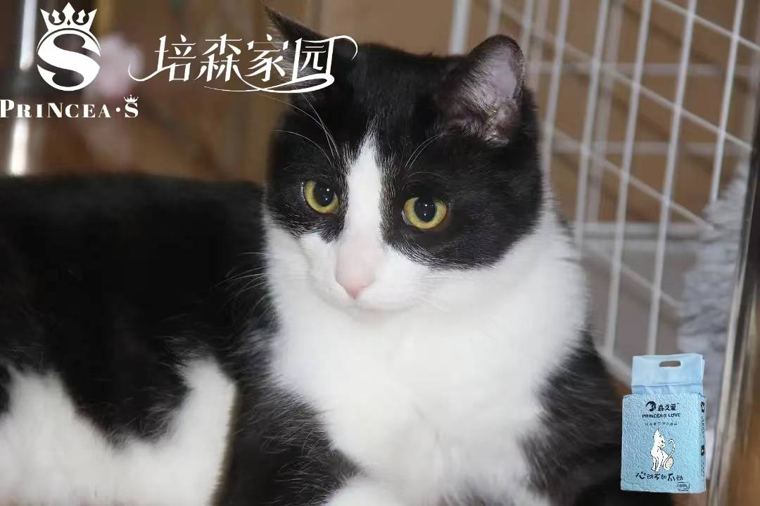 虽然吐槽奶牛猫调皮的人很多,但是养的人更多,不仅是