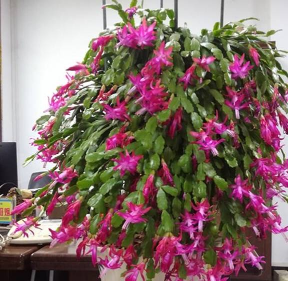 原创养蟹爪兰水里加点药肥力特别大花芽争着冒开花满树