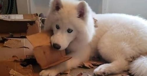 牵出去威风凛凛,但是一撒手就乖乖跟别人走_萨摩耶_哈士奇_小时候