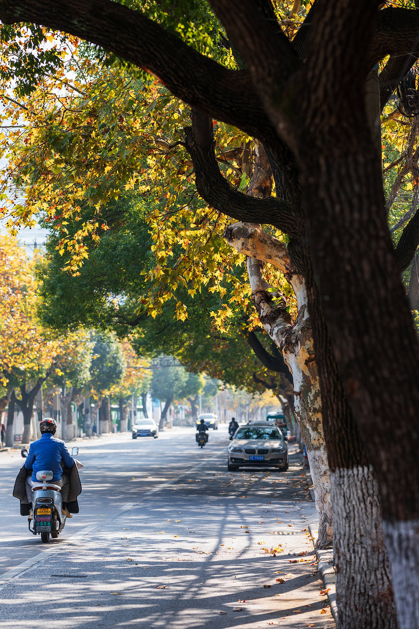 齐门北大街的法桐树藏着一座城最初的记忆