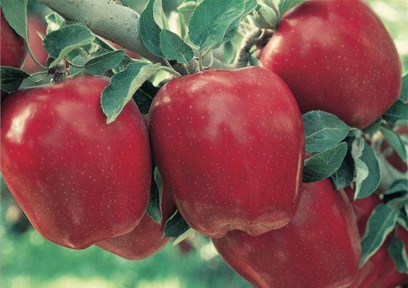 花牛苹果的品种是从美国引入的元帅系苹果,它与市场上叫"美国蛇果"的