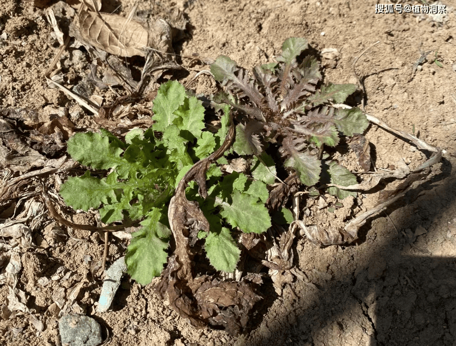 花苦猫野菜图片