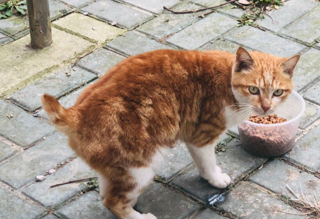 只是传入美国后经过改良培育,才有了现在大家养的短尾猫品种.