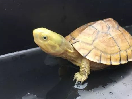 原创龟的口令式互动耐心点或许你也可以哦