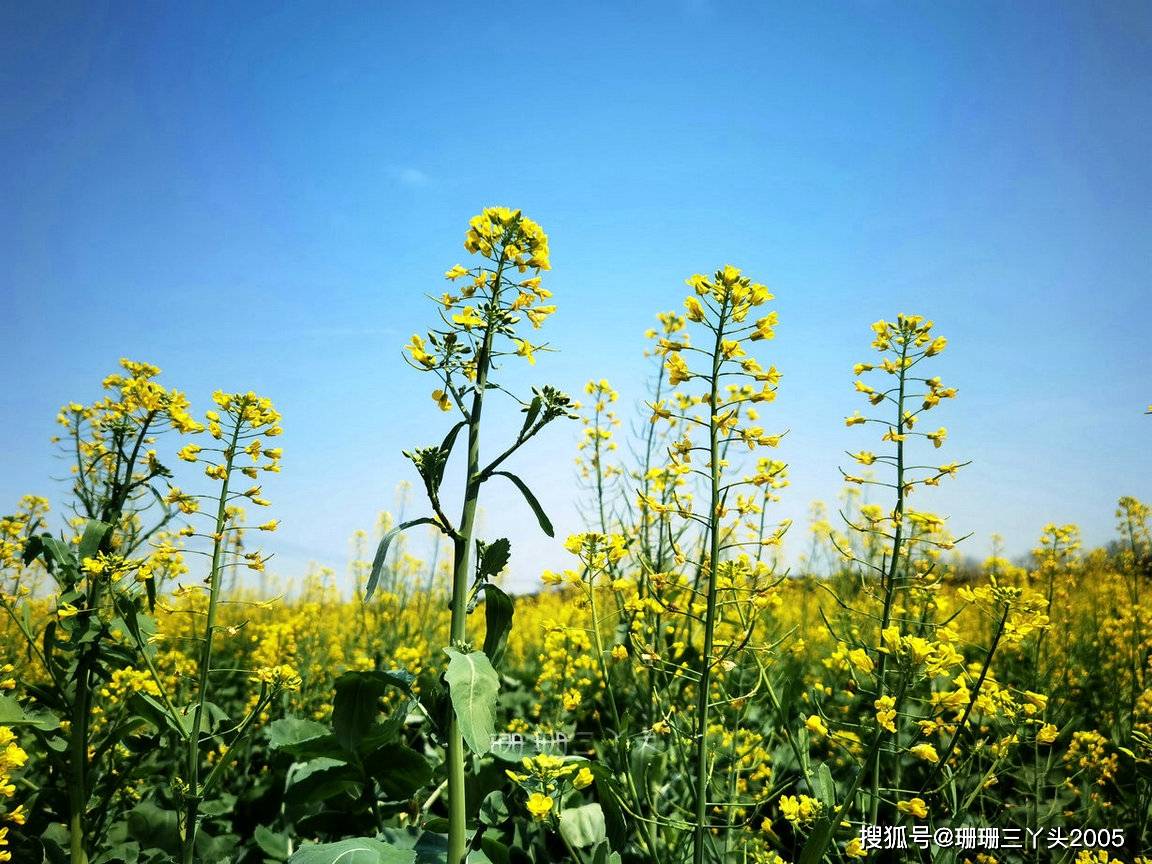 原创广州春天小众赏花地相思街80亩油菜花绽放无门票附攻略