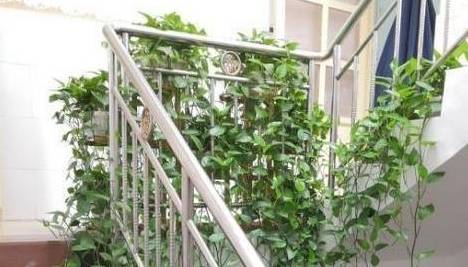 花墙 景观 墙 植物 468_267