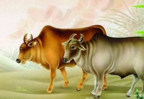 壁纸 动物 马 骑马 468_323