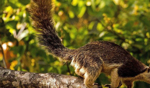 这是你没见过的萌物,彩色的大松鼠颜值高像精灵_时候_动物_生活