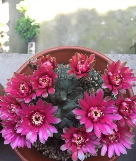 原创2种仙人掌爱开花花一开一大片比蟹爪兰还要好看