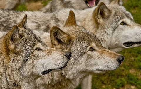 陆地十大食肉动物排名陆地最大的食肉动物是北极熊吗
