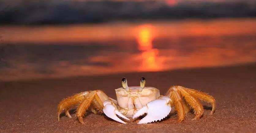 原创江南人为何仇蟹有怎样的民间故事谁是第一个是螃蟹的人