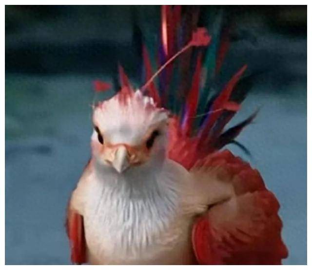 原创小凤凰咯咯哒表情包文化现象探秘观众参与热潮